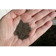 Earthcare Seeds - Chamomile German 5000 Seeds (Matricaria Chamomilla) Heirloom - Open Pollinated