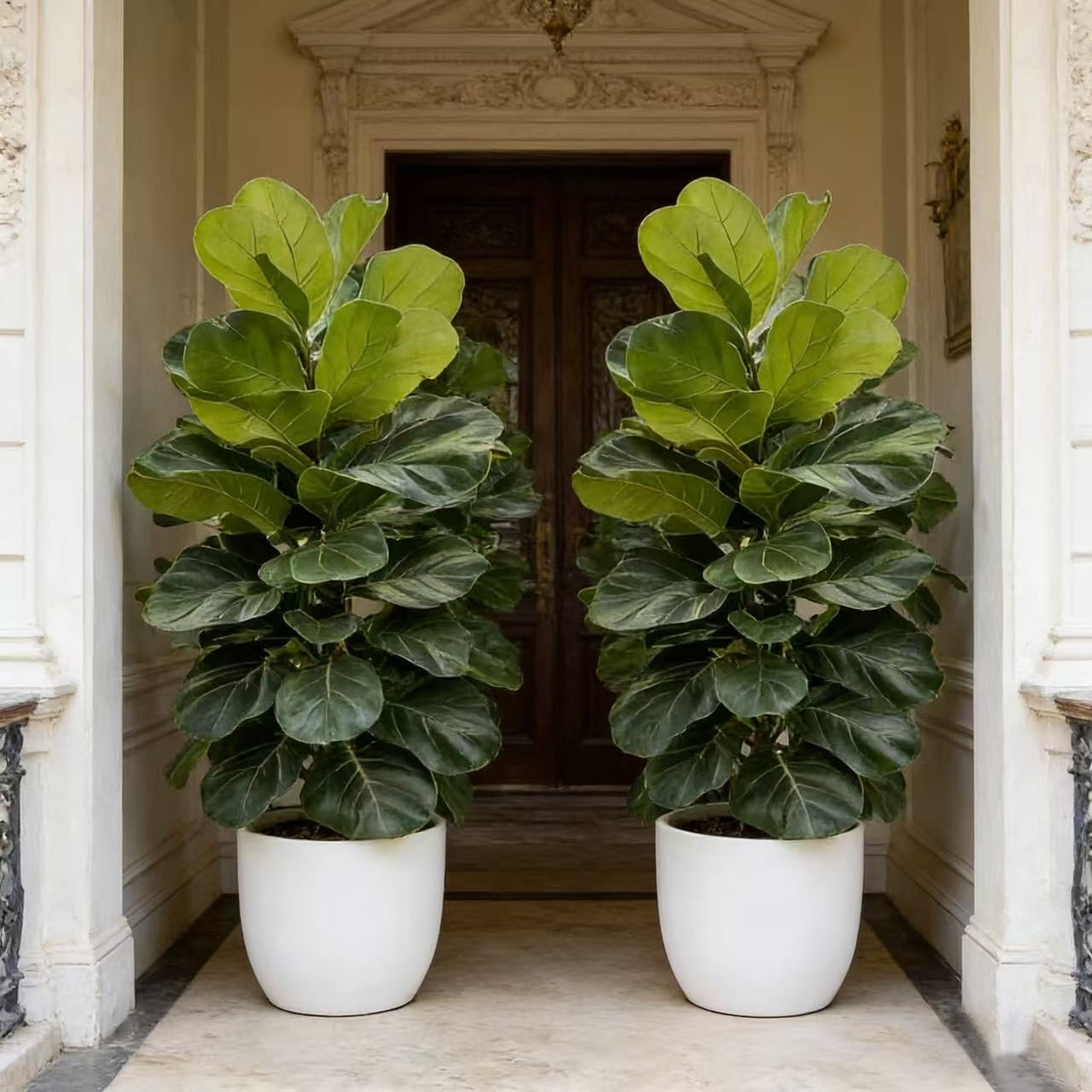 32 Inch Artificial Fiddle Leaf Fig Tree 2 Pcs - Realistic Faux Tropical Tree with Large Leaves, UV Resistant Fake Plant for Living Room, Office, Home Decor (No Pot)