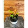 thumbnail image 2 of Philodendron Prince of Orange, 4" Plant, The Plant Farm, 2 of 2
