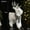 white-3A-home supplies, variant on KTTECTOA Christmas Deer Xmas Reindeer Decoration Swedish Santa Deer Figurines Tomte Gnome W/Scarf Reindeer Horns Ornaments Home Decor Clearance Dorm Room Essential Canada Days