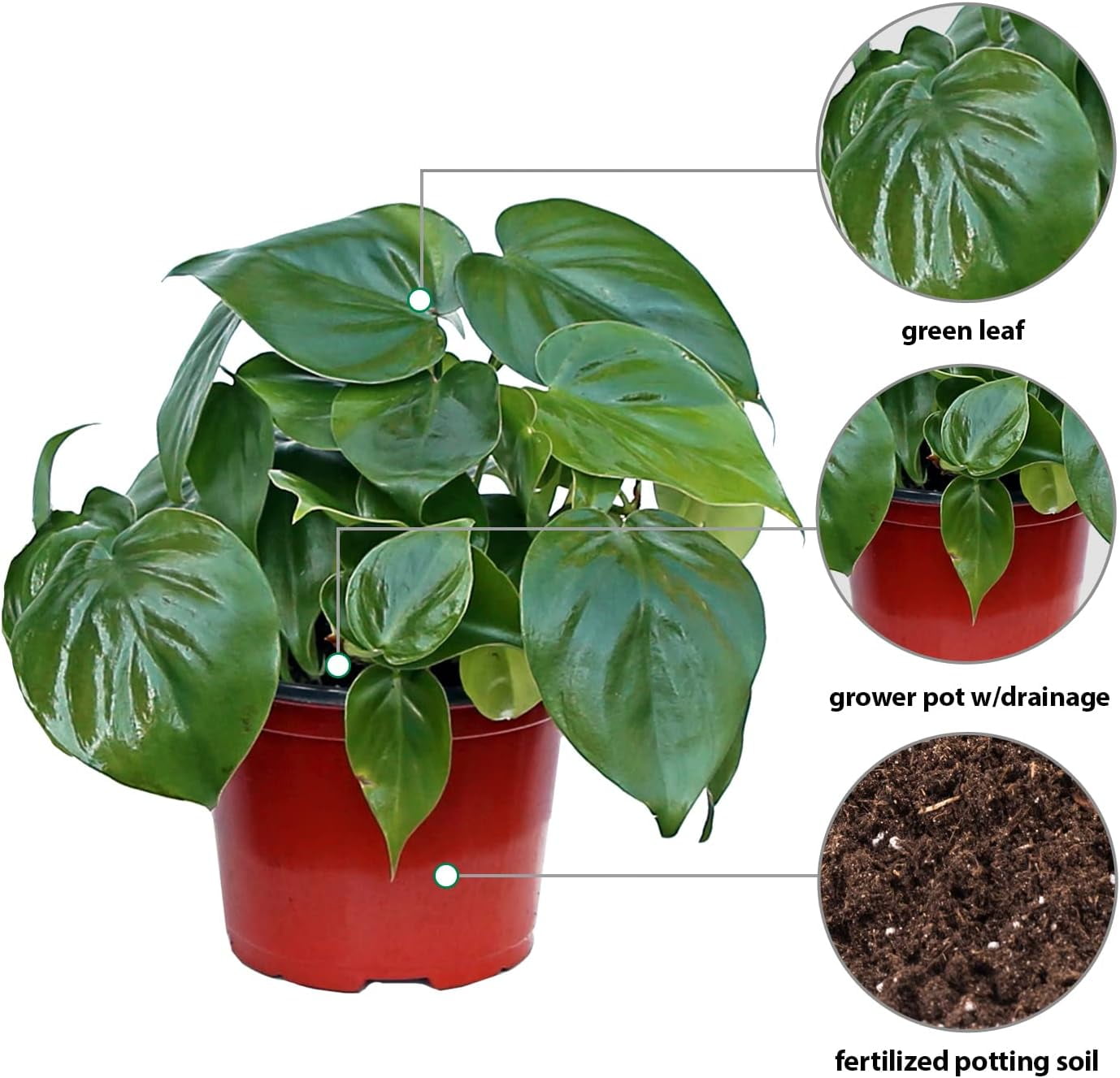 Live Heartleaf Philodendron, Philodendron Hederaceum, Trailing Houseplant, Live Decor, Father's Day Gift, Indoor Plant in 6" Pot