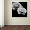 thumbnail image 4 of Trademark Fine Art Michael Harrison Orchids Canvas Wall Art - 24x24, 4 of 4