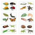 thumbnail image 5 of Odowalker Set de 24 Figuras del Ciclo de Vida de Insectos, 5 of 5