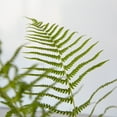 thumbnail image 3 of Expert Gardener Southern Wood Fern (2.5 Quart) Semi-Evergreen Perennial with Lush Green Foliage - Part Sun Live Outdoor Plant, 3 of 8
