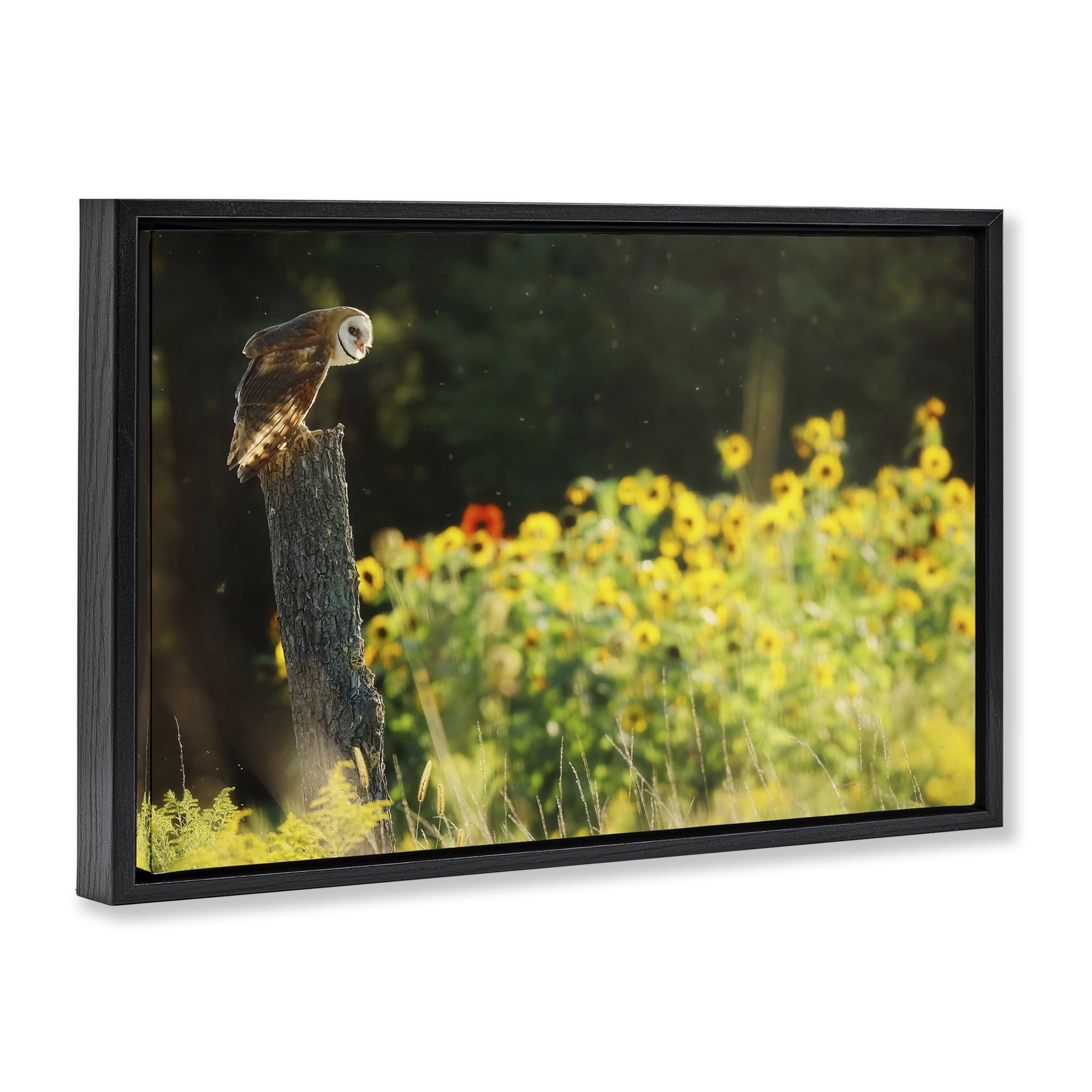 Stupell Industries Owl Perched in Meadow Landscape Photography Black Floater Framed Canvas Art Print Wall Art, 25 x 17