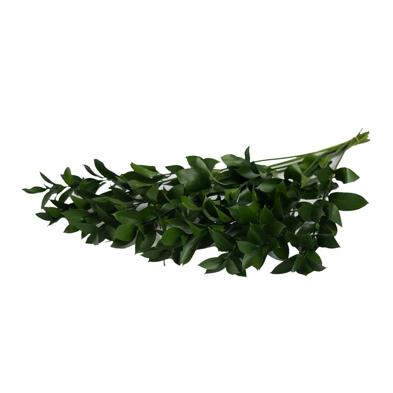 Fresh Israeli Ruscus & Olive Leaf Garland - Terrain