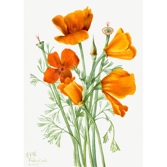 Botanical Plant Illustration - California Poppy (Eschscholtzia californica) by Mary Vaux Walcott - 12" x 18" Art Print Wall Decor