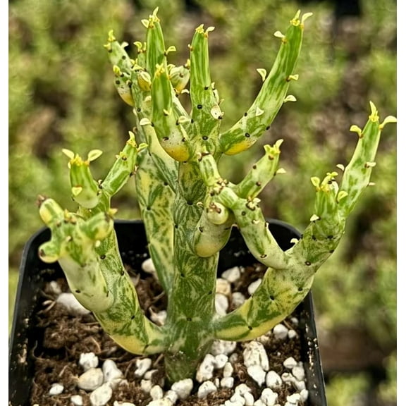 Variegated Pencil Cactus Live Plant in 4" Pot - Variegated Firestick - Variegated Plant - Rare Succulent - Houseplant