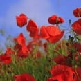 thumbnail image 4 of Poppy, Flanders, 200+ Seeds, Stunning Bright Red Flower, Great Poppies, 4 of 5