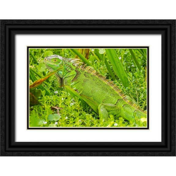 Jaynes Gallery 24x17 Black Ornate Wood Framed with Double Matting Museum Art Print Titled - Florida-Wakodahatchee Wetlands Green iguana close-up