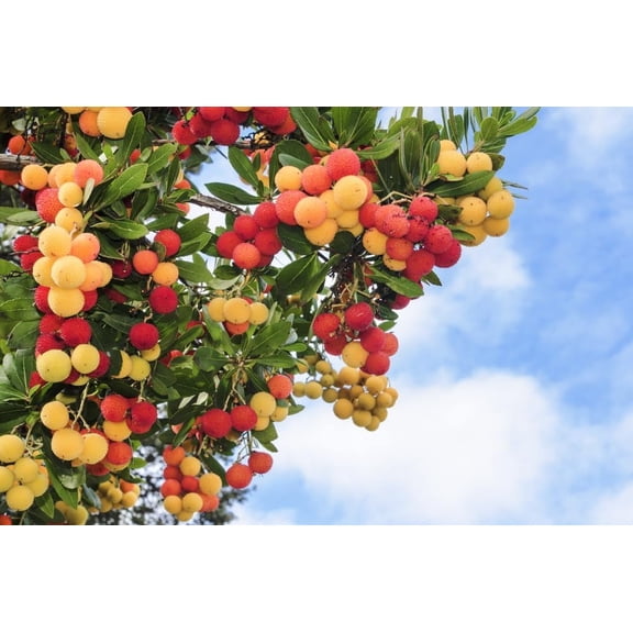 30 Strawberry Tree Seeds - Arbutus unedo - Non-GMO Seed. Made in USA