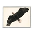 thumbnail image 3 of Stupell Industries Eagle Flying Overhead Vintage Bird Sepia Tone Photography, 20 x 16,Design by Nancy Crowell, 3 of 5