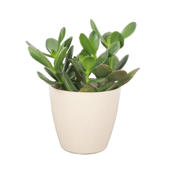 Live Jade Plant - Easy Succulent - 4" Eco Pot - Natural
