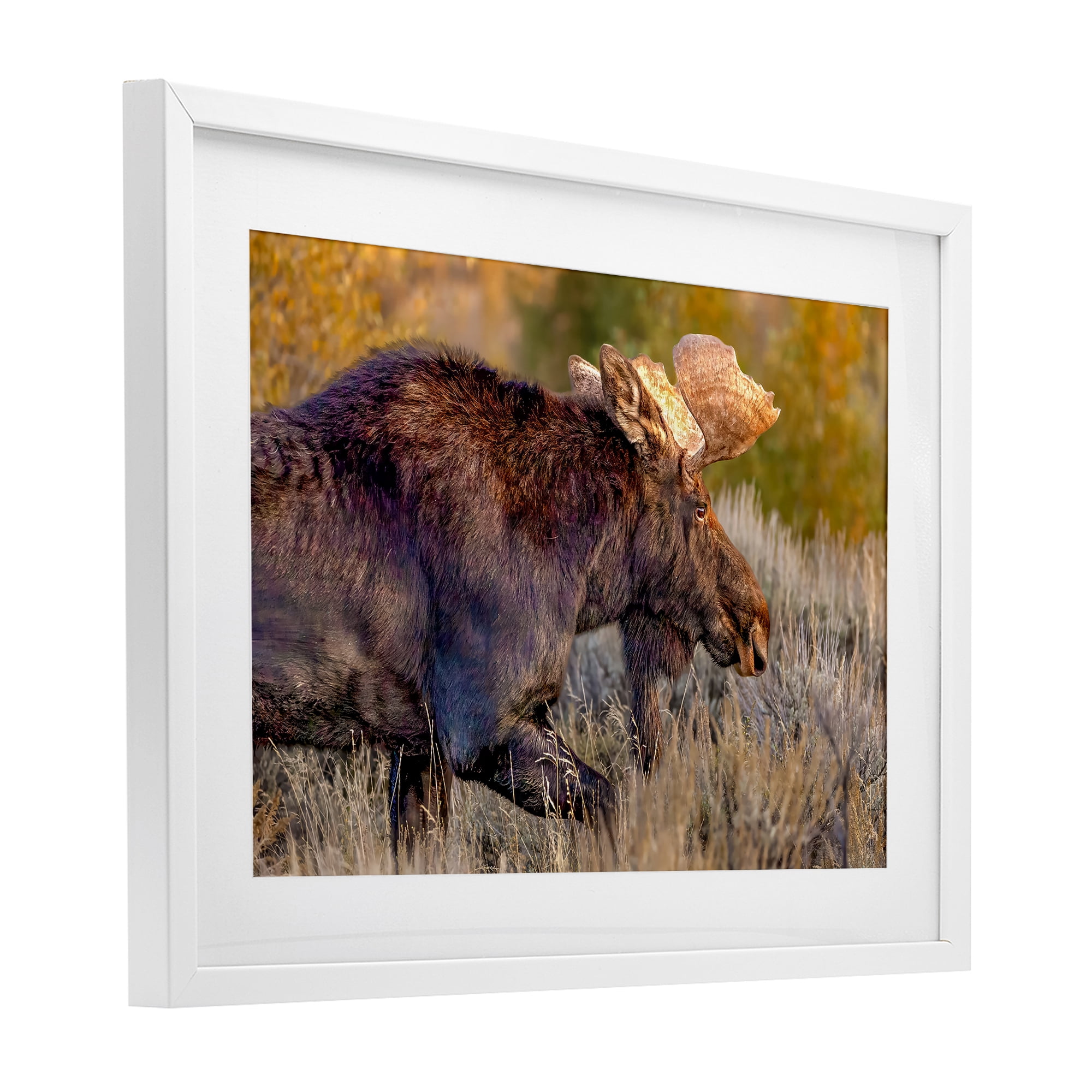 Stupell Industries Bull Moose At Dusk White Framed Print Under Glass, design by Shelley Carlisle