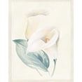 thumbnail image 2 of Hargittai, Paul 20x24 Gold Ornate Wood Framed with Double Matting Museum Art Print Titled - Calla Lily I, 2 of 4