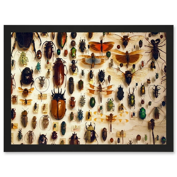 Nature Photo Taxidermy Varied Insect Collection Cabinet Artwork Framed Wall Art Print A4
