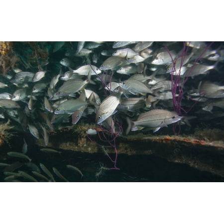 A large school of Tomtate overcrowd into a small space deep inside the shipwreck Liberty in 90 feet deep of Gulf waters off the coast of Panama City Beach Florida Poster (Best Florida Gulf Coast Beaches)