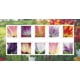 thumbnail image 2 of Sellos postales Tulip Blossom del Servicio Postal de los Estados Unidos x100, 2 of 4