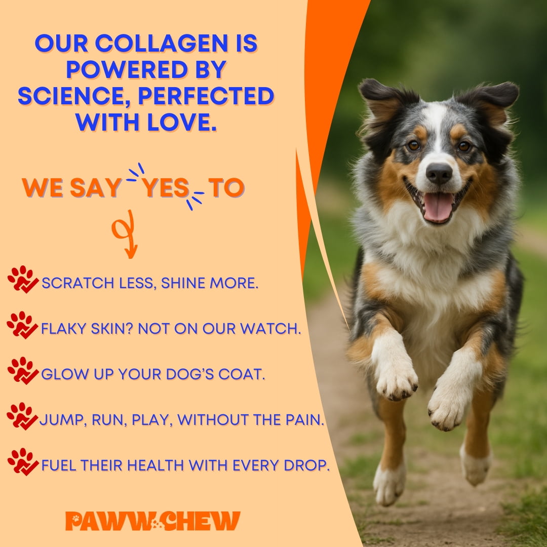 Paww Chew Liquid Collagen For Dogs - Hip & Joints Support, Skin and Coat Relief for Dogs With Dry Skin, Itch Relief, Allergy Support with Biotin, MSM and Vitamin C for Joint, Nails, Made in the USA