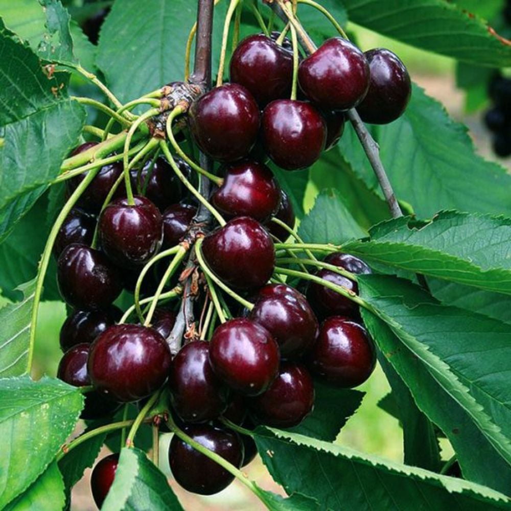 Expert Gardener 2-3 ft. Tall Van Cherry Semi Dwarf Live Tree in 3- Gallon Grower Pot
