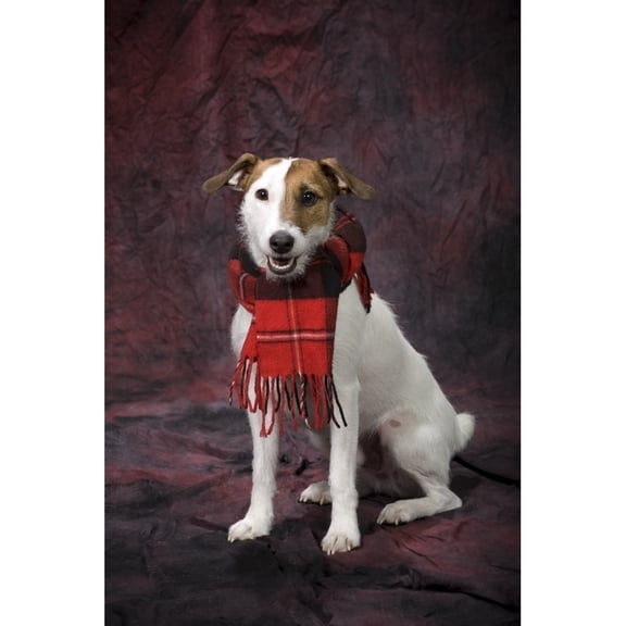 Posterazzi DPI1864758 Dog with A Scarf Poster Print, 12 x 19