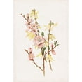 thumbnail image 2 of Alois Lunzer 14x18 Black Ornate Wood Framed Double Matted Museum Art Print Titled - Peach Blossoms and Forsythia (1885), 2 of 5