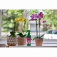 thumbnail image 4 of Miracle-Gro Orchid Plant Food Mist 236mL, 4 of 4
