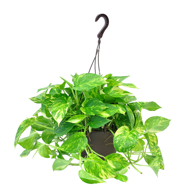 Costa Farms Live Indoor 15in. Tall Exotic Angel® Foliage Plant in 8in