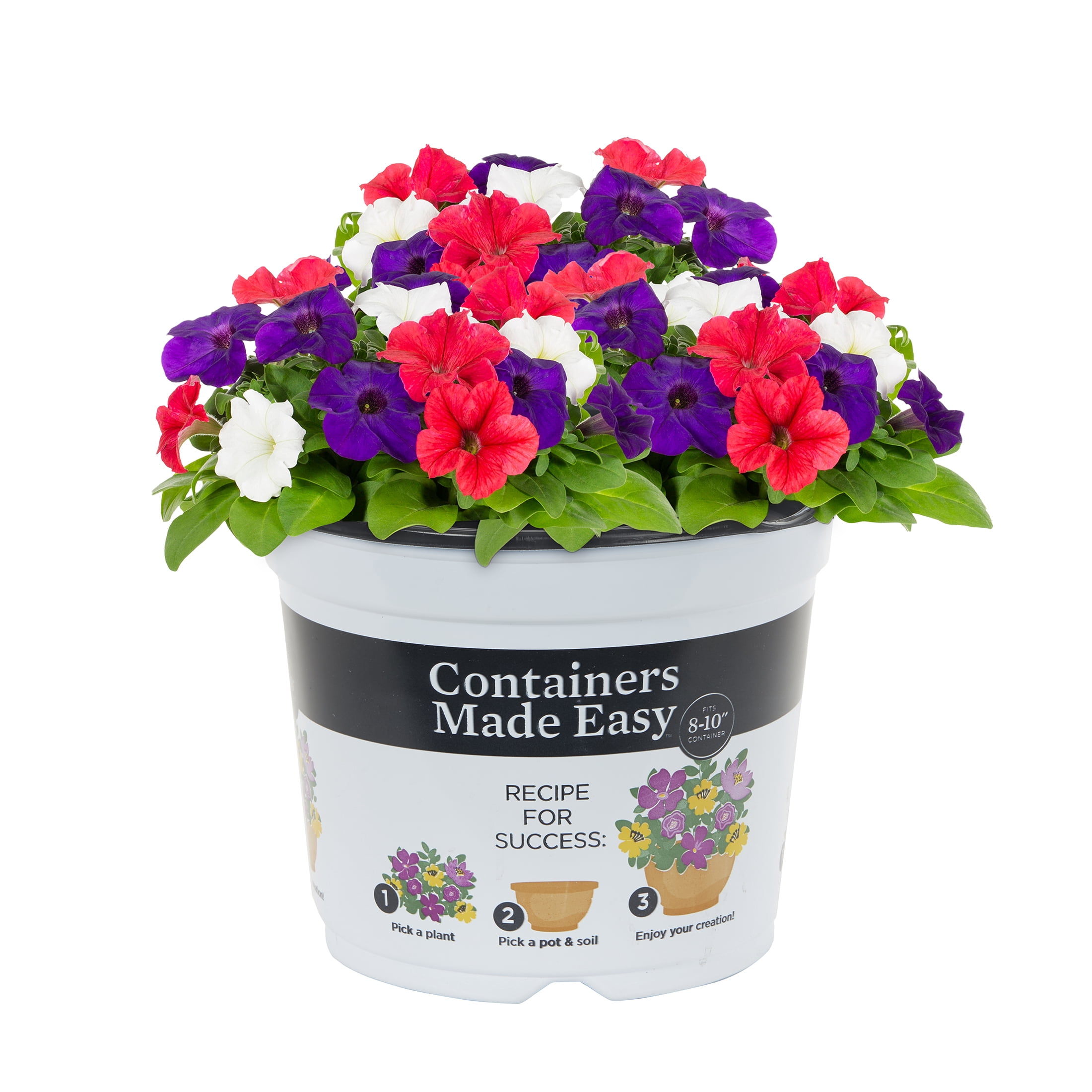 Containers Made Easy 3QT Red White Blue Petunias Live Annual Plant Sun 2-Pack