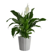 Peace Lily Plant, Live Indoor Houseplant with Flowers Potted in Indoors Garden Plant Pot, Air Purifying Potting Soil, Birthday, New House Gift, Home and Room Decor, 15-Inches Tall