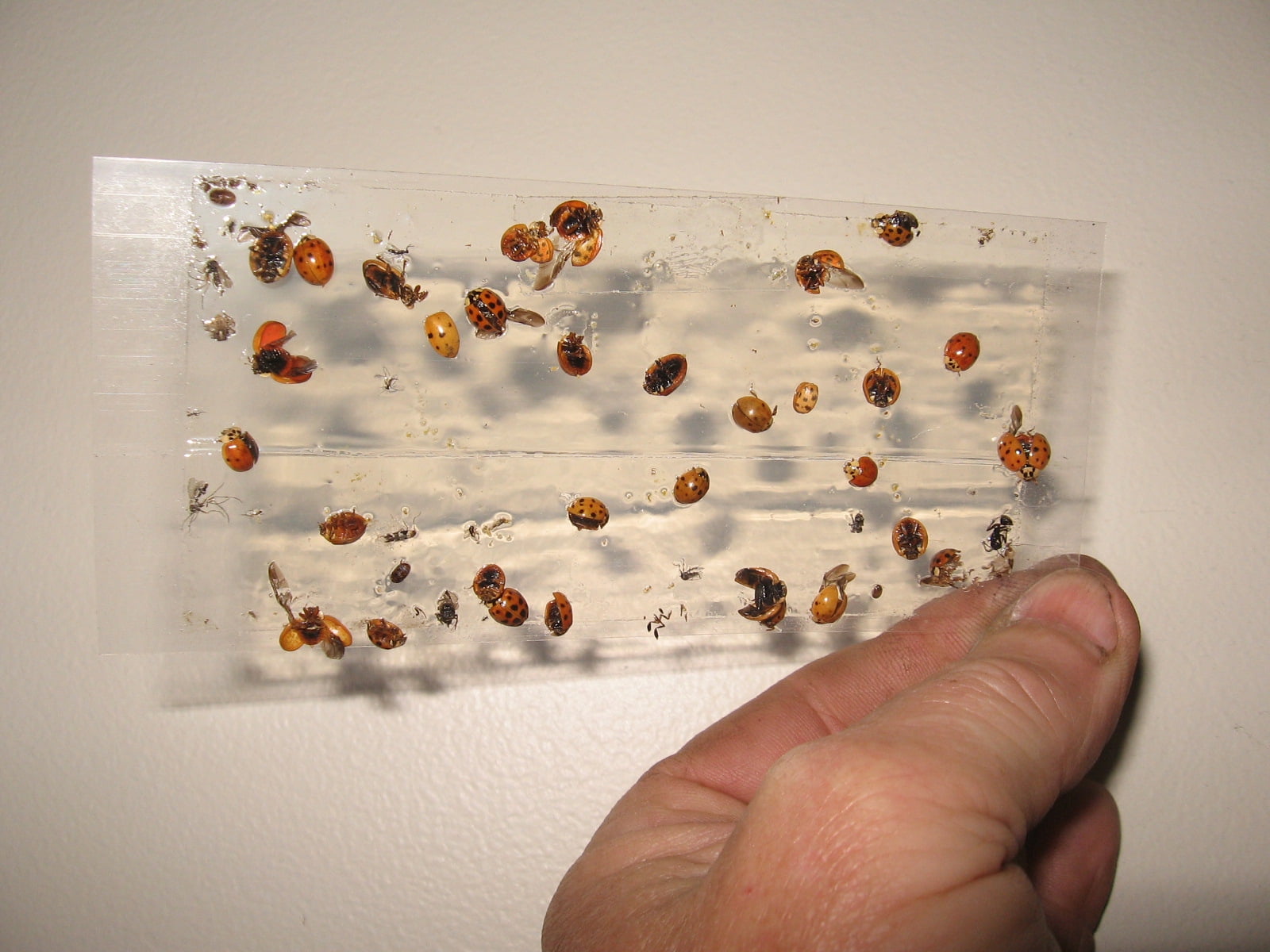 70 pk ALL Insect / Fly Traps / Sticky Strips / Glue Boards. Trap Flies, bees, wasps, asian beetles, etc.