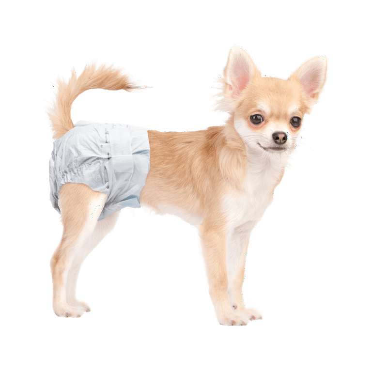 Puppies deals wearing diapers