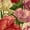 Color 4, variant on Peel and Stick Wallpaper Tulip Blossoms Varying Stages Soft Shading Wall Mural 17.7in x 9.8ft Self Adhesive Removable Renter Friendly Wall Paper Decor for Walls Cabinets Home