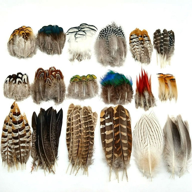 Peacock Feather Decoration, Feather Pheasants Decoloring