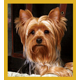 thumbnail image 1 of Yorkshire Terrier - Marcapáginas magnético, 1 of 1
