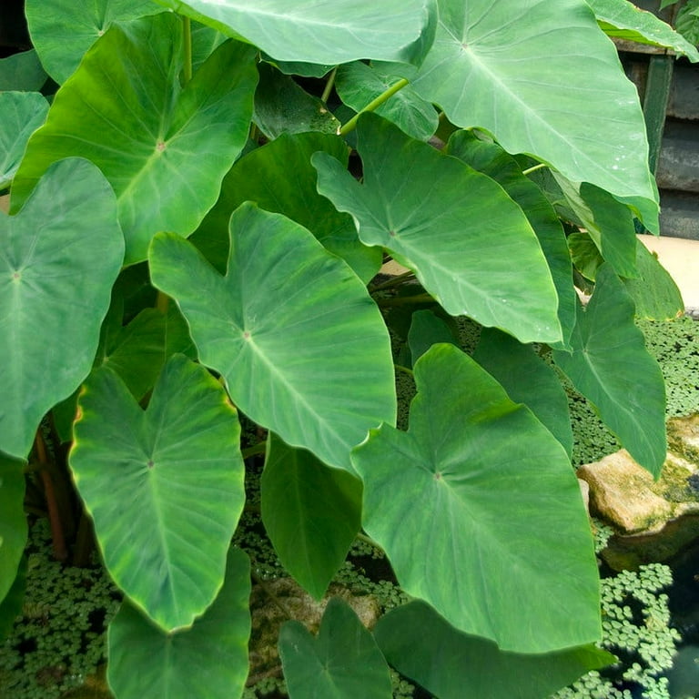 Are Caladiums Toxic To Dogs