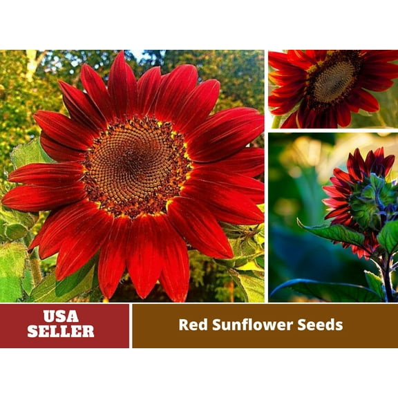 25 Seeds| ProCut Red Sunflower Seed #E013-Authentic Seeds-Flowers-Seeds-Rose seeds-Herb seeds-Vegetable Seeds-Mix Seeds for Plant- B3G1