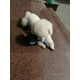 thumbnail image 3 of Juguetes para perros para masticadores fuertes y agresivos, razas pequeñas indestructibles y ganso chirriante para perros pequeños y medianos oso de fresa  Hogar, 3 of 3