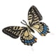thumbnail image 1 of Material educativo: Minimodelos de simulación de insectos, 1 of 9