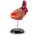thumbnail image 4 of Learning Resources Heart Anatomy Model, Anatomy for Kids Ages 8 and Up, 4 of 7