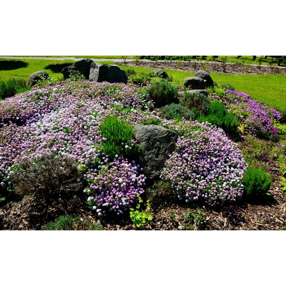 2000 Fairy DWARF MIX CANDYTUFT Iberis Umbellata Flower Seeds
