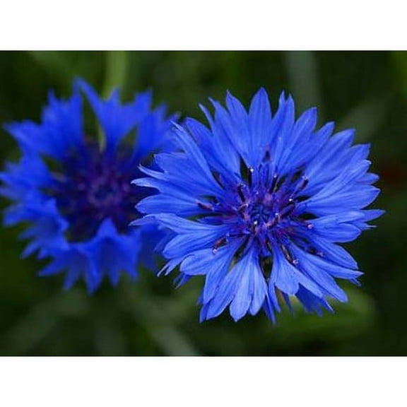 Seed Kingdom 300 Blue Boy Bachelor Button Flower Seeds, Cold Tolerant & Suitable for Pots