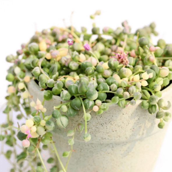 Variegated String of Pearls Plant Live for Planting, Trailing Hanging Succulent Plant for Indoor Outdoor in 2 Inch Pot