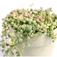 thumbnail image 3 of Variegated String of Pearls Plant Live for Planting, Trailing Hanging Succulent Plant for Indoor Outdoor in 2 Inch Pot, 3 of 6