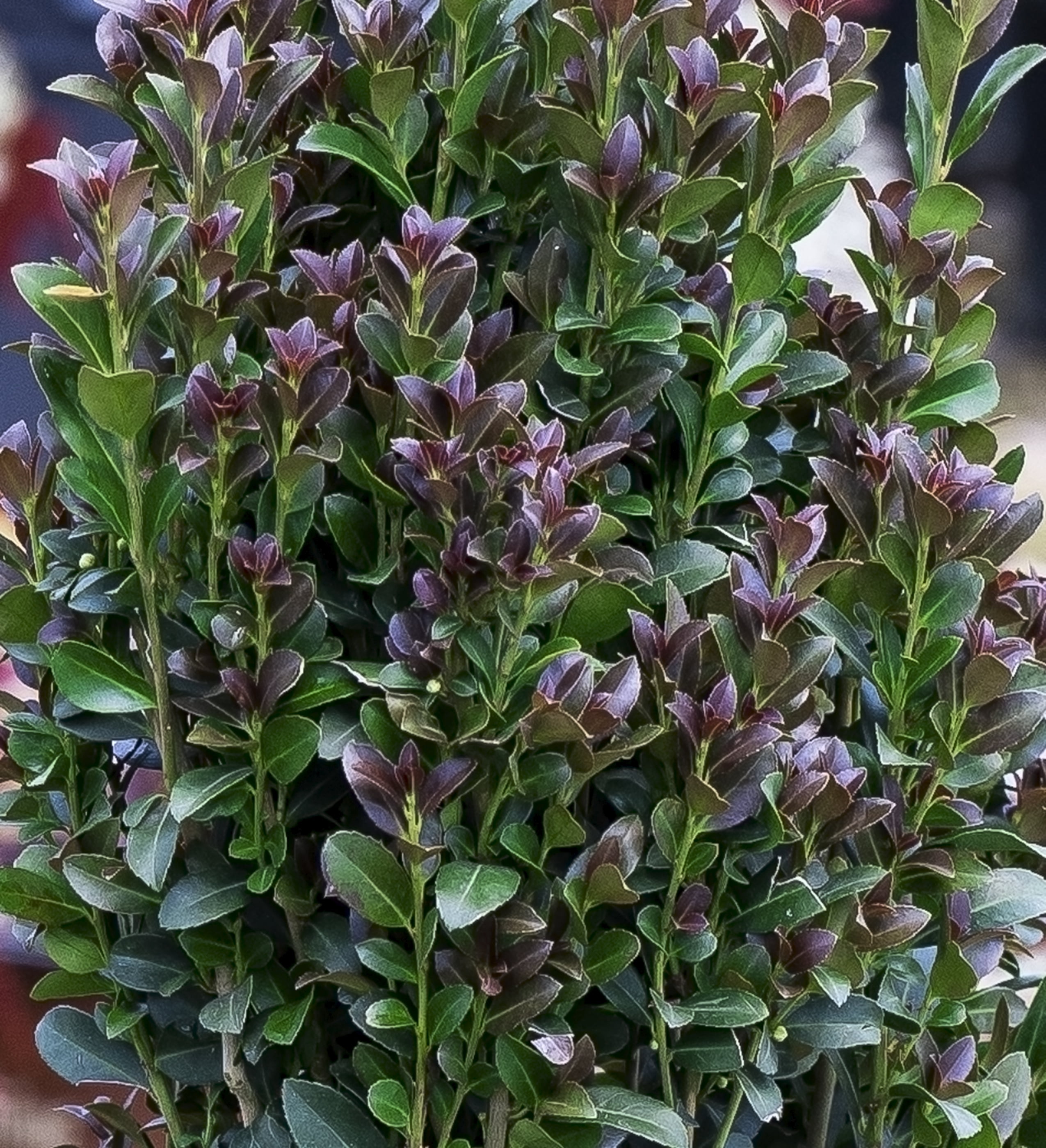 Southern Living Red Sky Pencil Holly Live Shrub in 2-Gallon Grower Pot