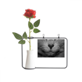 thumbnail image 1 of Animal Gato fotografía dispara la foto Botella de decoración de jarrones colgantes de flores rosas artificiales, 1 of 3