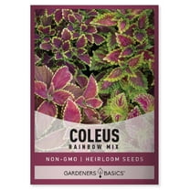 Rainbow Mix Coleus Seeds