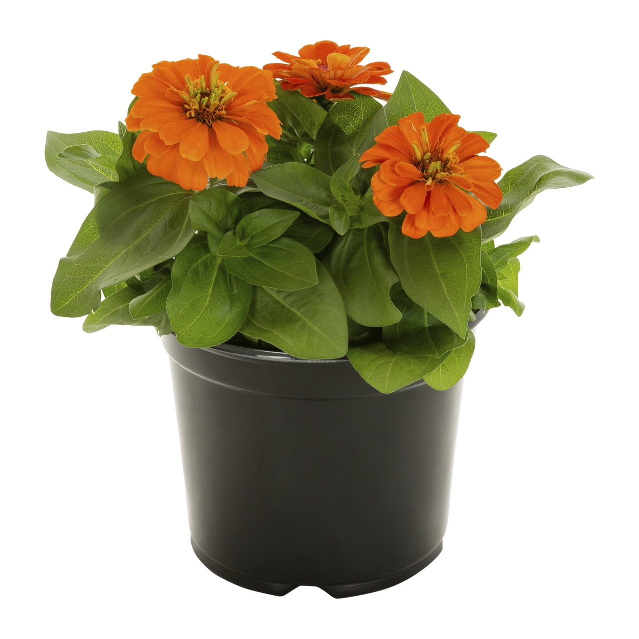 Expert Gardener Orange Zinnia Live Annual Plant, 3 QT, 2-Pack, Full Sun