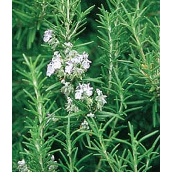 Seed Kingdom 1000 Rosemary Herb Rosemarinus Officinalis Plant Seeds