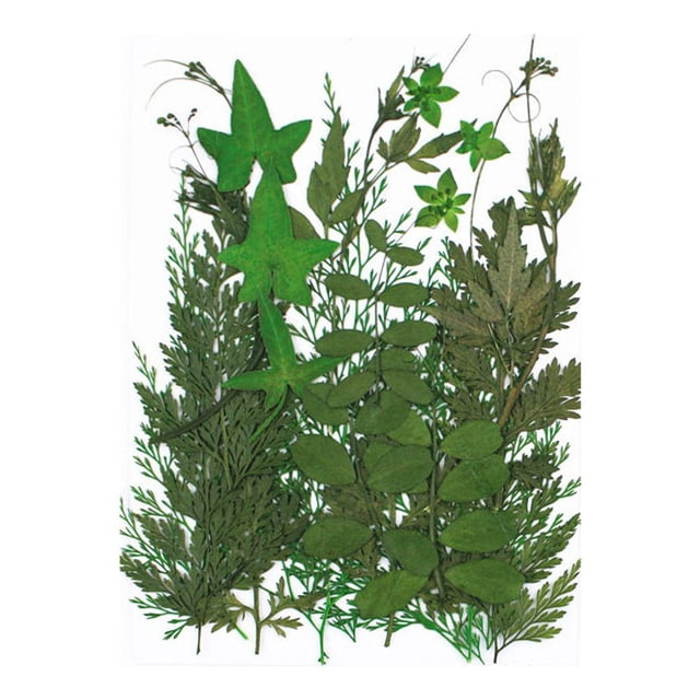 Juego de hojas secas Wosthever Calcomanía de hoja real Suministros Decoración del hogar tipo 6
